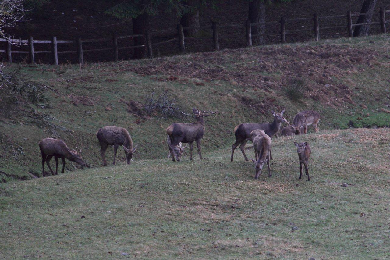 Cervi e Daini...da mesi sempre insieme